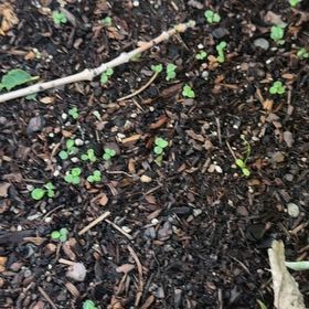 Photo of the plant species Rosa 'Forget Me Not' by @Lexi3576 named Miley on Greg, the plant care app