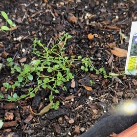 Photo of the plant species Thyme-leaf Speedwell by @Lexi3576 named Queen on Greg, the plant care app