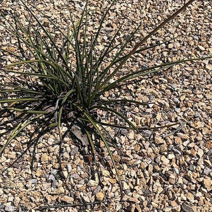 Photo of the plant species Banana Yucca by @Bkat named Morgan Treeman on Greg, the plant care app