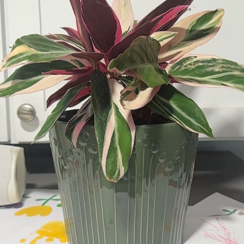 Photo of the plant species Stromanthe sanguinea 'Tricolor' by @hayd named Tree Diddy on Greg, the plant care app