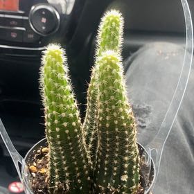 Photo of the plant species Echinopsis 'Venus' by @LucidChaya99 named Plato on Greg, the plant care app