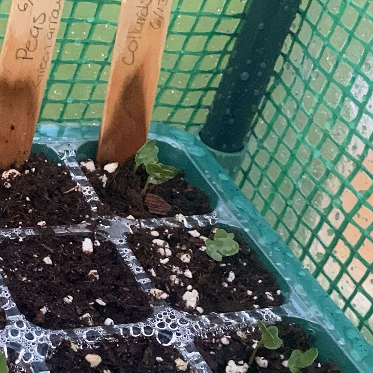 Photo of the plant species Collard Greens by @RobustIvy named Khaleesi on Greg, the plant care app
