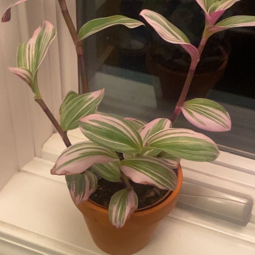 Photo of the plant species Tradescantia Bubblegum by @ClubbyJubaea32 named JJ on Greg, the plant care app