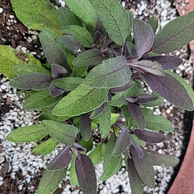 Photo of the plant species Purple Sage by @k3strl named Sanders on Greg, the plant care app