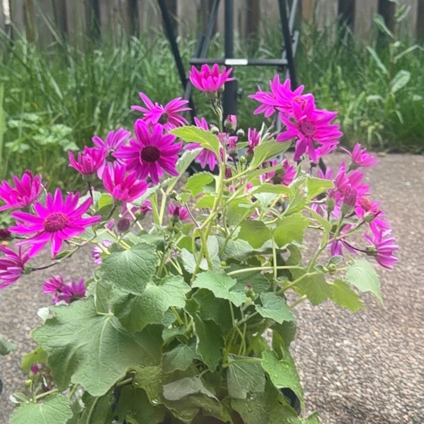 Photo of the plant species High Mallow by @TotalLantana71 named Bodhi on Greg, the plant care app
