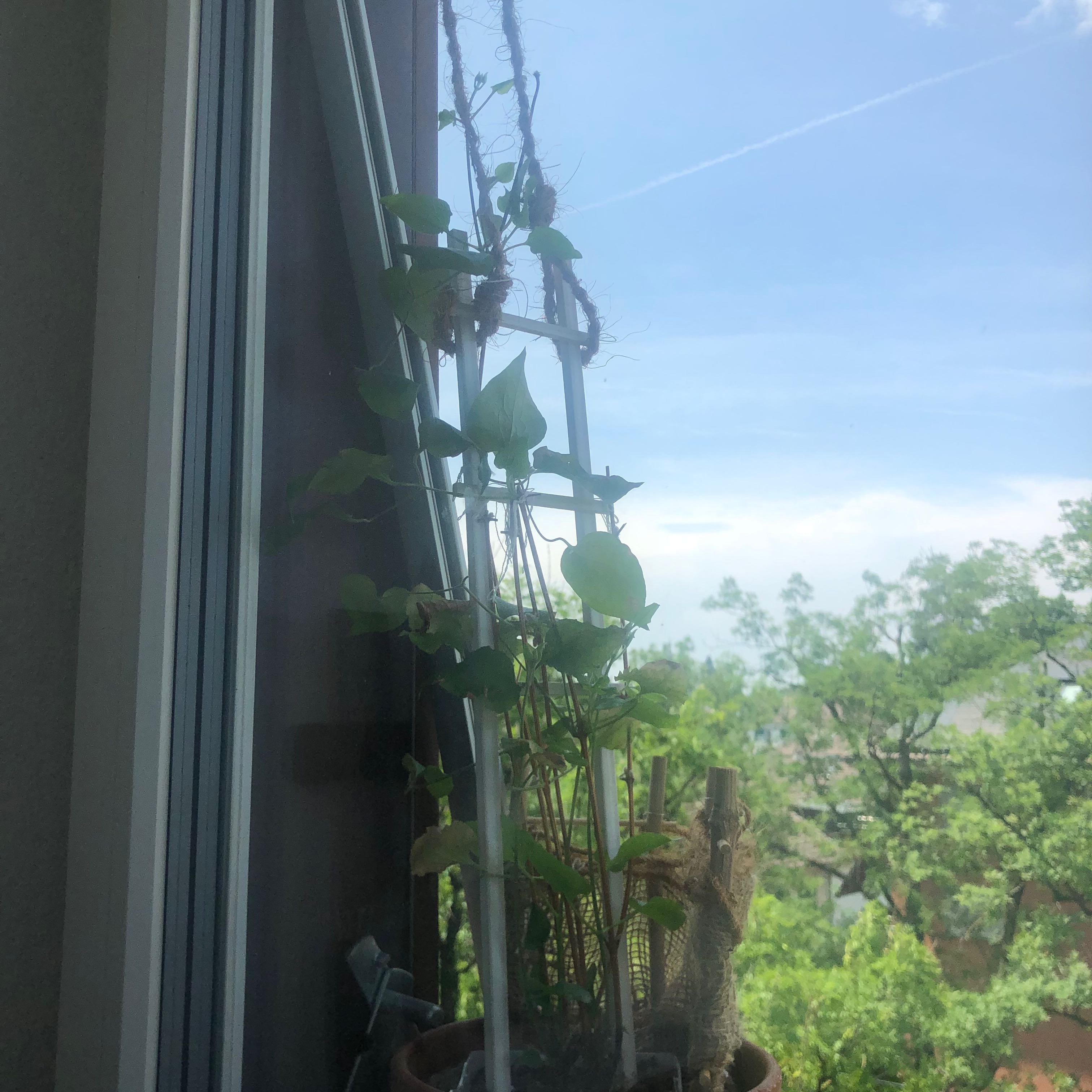 Photo of the plant species Boulevard Vicki by @WinsomePepino68 named Willow on Greg, the plant care app