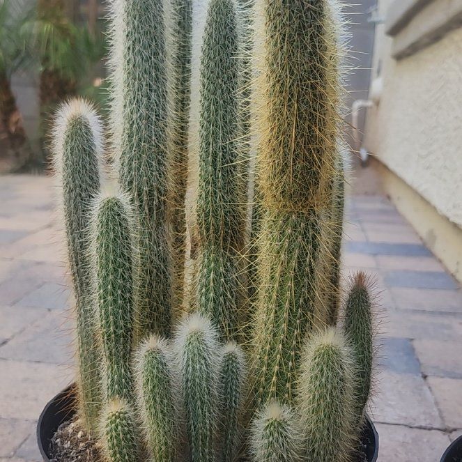 Photo of the plant species Compact Cleistocactus by @LovablyRainbow9 named Apollo on Greg, the plant care app