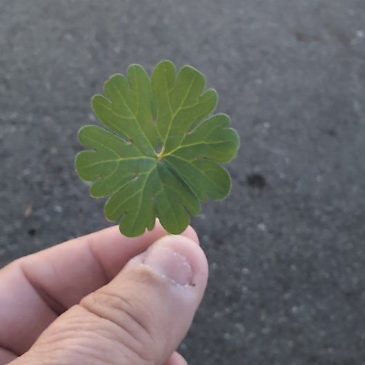 Photo of the plant species Dovefoot Geranium by @WillEmerald10 named Demi on Greg, the plant care app
