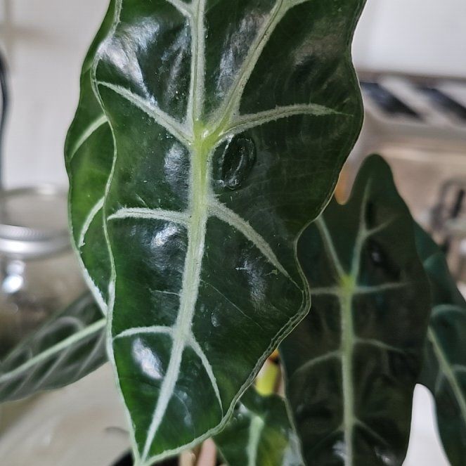 Photo of the plant species Elephant Ears by @ZealLlavea13 named Polly on Greg, the plant care app