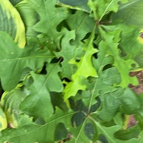Photo of the plant species Pin Oak by @SightlyChojubai named Huckleberry Fern on Greg, the plant care app
