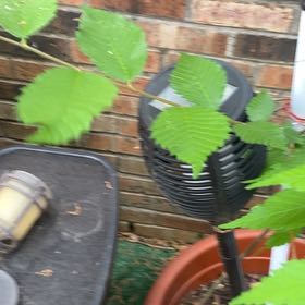 Photo of the plant species American Elm by @SightlyChojubai named Kobe on Greg, the plant care app