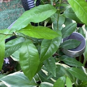Photo of the plant species Christmas Berry by @SightlyChojubai named Miley on Greg, the plant care app