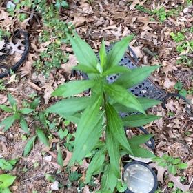 Photo of the plant species Wrinkleleaf Goldenrod by @SightlyChojubai named Queen on Greg, the plant care app