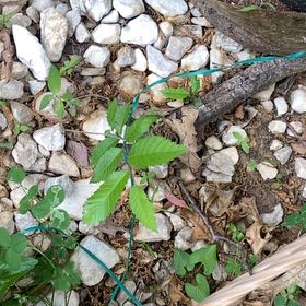 Photo of the plant species Spanish Chestnut by @SightlyChojubai named Morgan Treeman on Greg, the plant care app