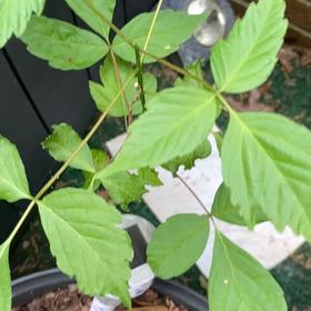 Photo of the plant species Box Elder by @SightlyChojubai named Lola on Greg, the plant care app