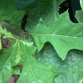 Photo of the plant species Pin Oak by @SightlyChojubai named Elle on Greg, the plant care app