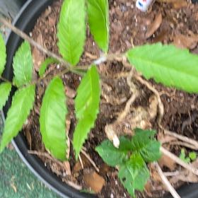 Photo of the plant species Yellow Bells by @SightlyChojubai named Willow on Greg, the plant care app