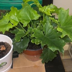 Photo of the plant species Philodendron 'Lickety Splitz' by @PerkyMayten8 named Oscar on Greg, the plant care app