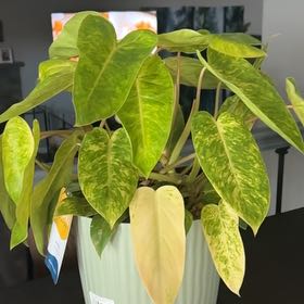 Photo of the plant species Philodendron Painted Lady by @PerkyMayten8 named Figyonce on Greg, the plant care app