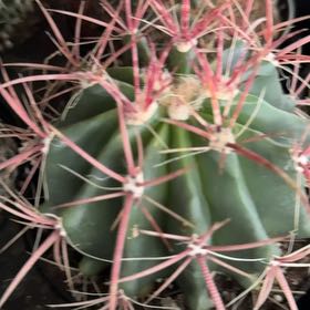 Photo of the plant species Fire Barrel Cactus by @LegitJuneplum19 named Sir Plancelot on Greg, the plant care app