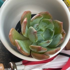 Photo of the plant species Echeveria Blue Topaz by @ProperFernmoss named Hemingway on Greg, the plant care app