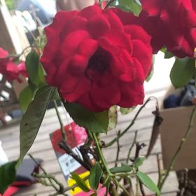 Photo of the plant species Floribunda Rose by @ProperFernmoss named Marley on Greg, the plant care app