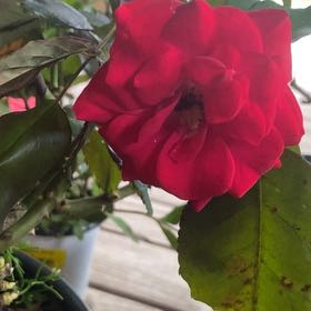Photo of the plant species Europeana Rose by @ProperFernmoss named Lavender on Greg, the plant care app