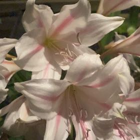 Photo of the plant species Western Azalea by @ProperFernmoss named Walt on Greg, the plant care app