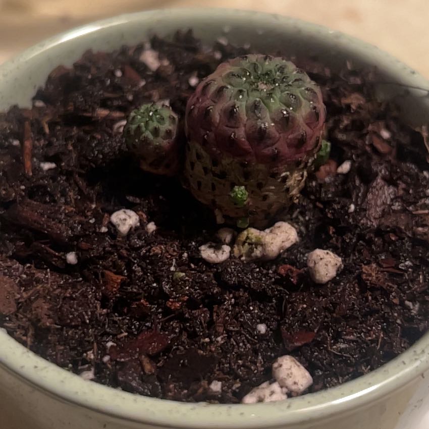 Photo of the plant species Violet Skin Cactus by @UltraPalmier98 named Gomez on Greg, the plant care app