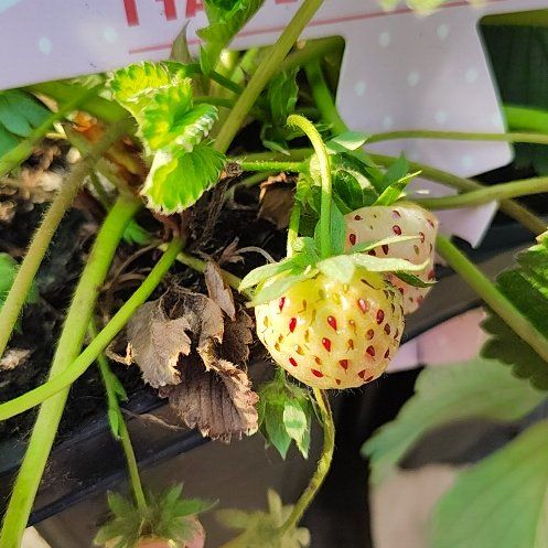 Photo of the plant species Snow White Strawberry by @PetLovevine26 named Sherlock on Greg, the plant care app