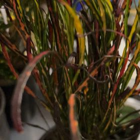 Photo of the plant species Picasso's Paintbrush by @VitalRhubarb39 named Winston on Greg, the plant care app