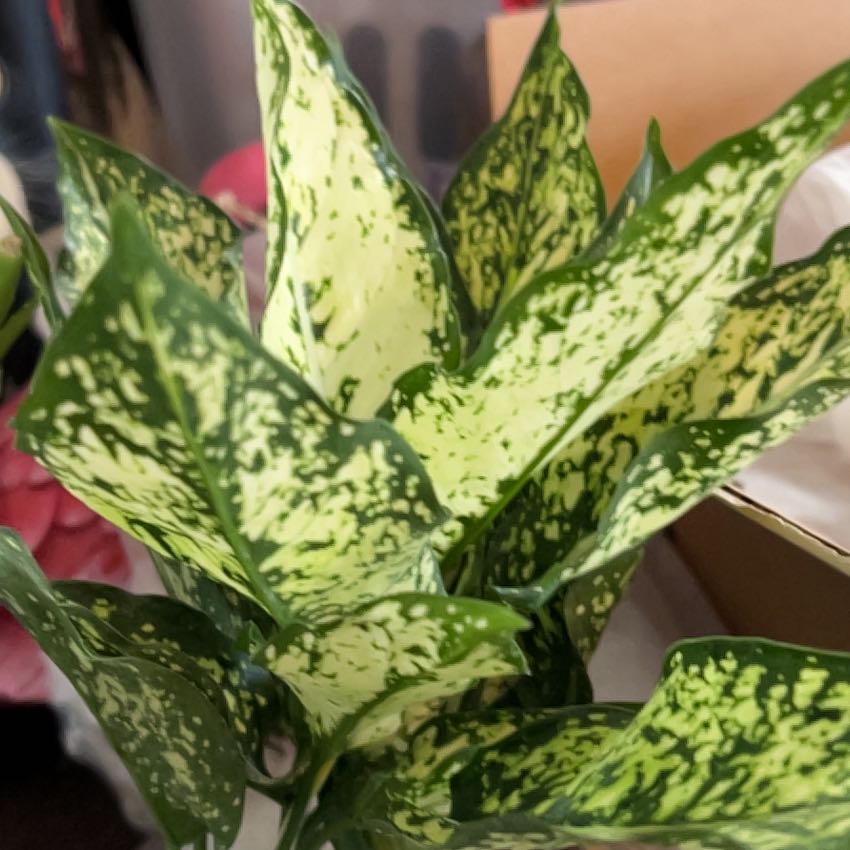 Photo of the plant species Aglaonema 'Osaka' by @VitalRhubarb39 named Chichi on Greg, the plant care app