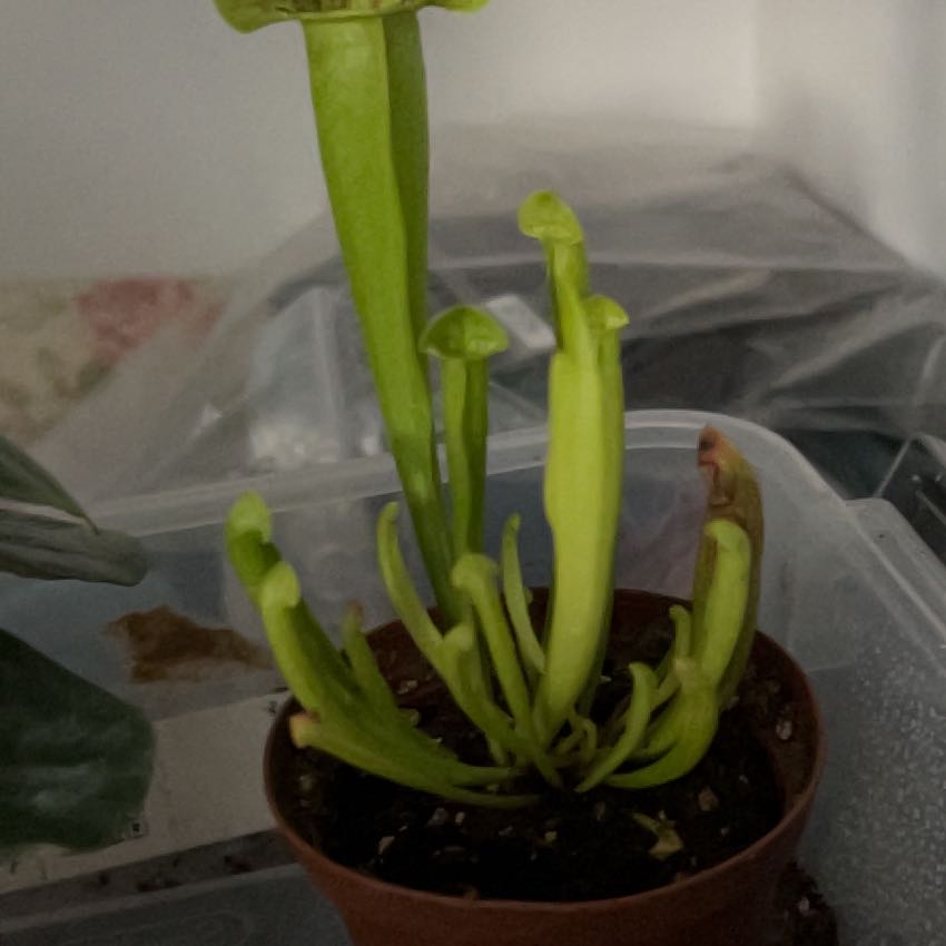 Photo of the plant species Hooded Pitcherplant by @VitalRhubarb39 named Iva on Greg, the plant care app