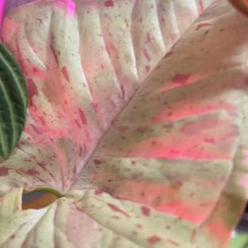 Photo of the plant species Syngonium 'Milk Confetti' by @VitalRhubarb39 named Brianna on Greg, the plant care app