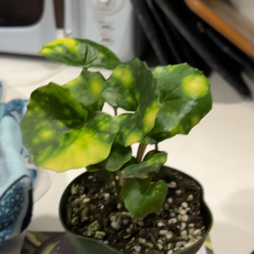 Photo of the plant species Leopard Plant by @VitalRhubarb39 named Dude on Greg, the plant care app