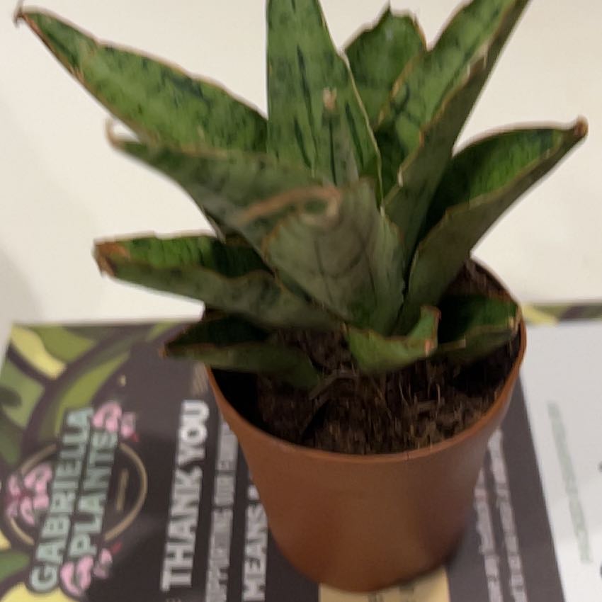 Photo of the plant species Sansevieria by @VitalRhubarb39 named Jeff on Greg, the plant care app