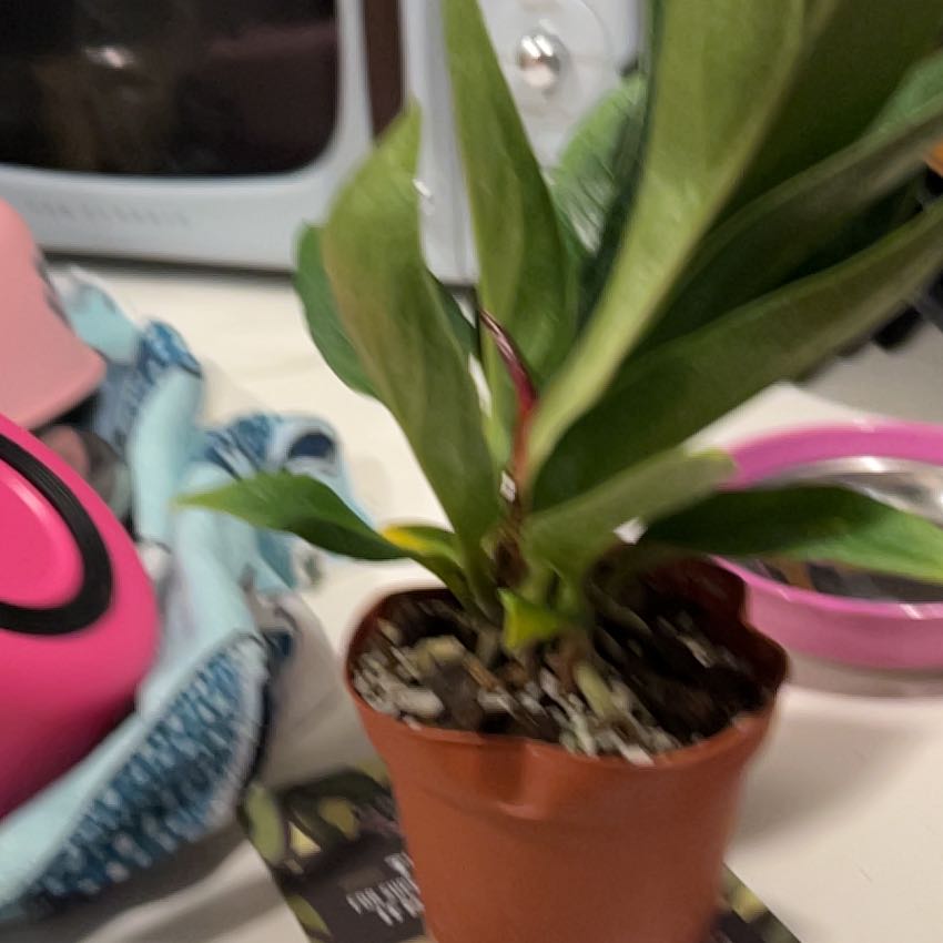 Photo of the plant species Anthurium Cobra by @VitalRhubarb39 named Pax on Greg, the plant care app