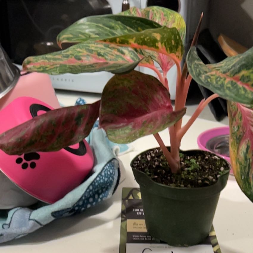 Photo of the plant species Aglaonema 'Red Valentine' by @VitalRhubarb39 named Razzy on Greg, the plant care app