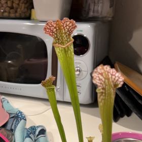 Photo of the plant species Hooded Pitcherplant by @VitalRhubarb39 named Sahara on Greg, the plant care app