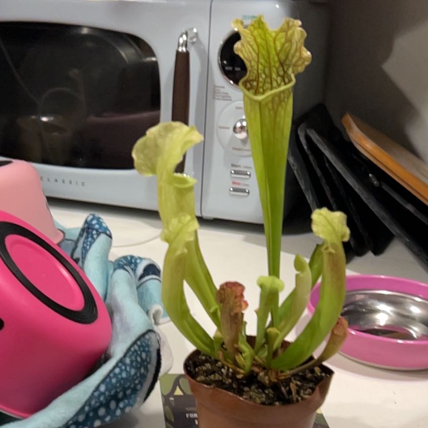 Photo of the plant species Sarracenia 'Velvet' by @VitalRhubarb39 named Salome on Greg, the plant care app