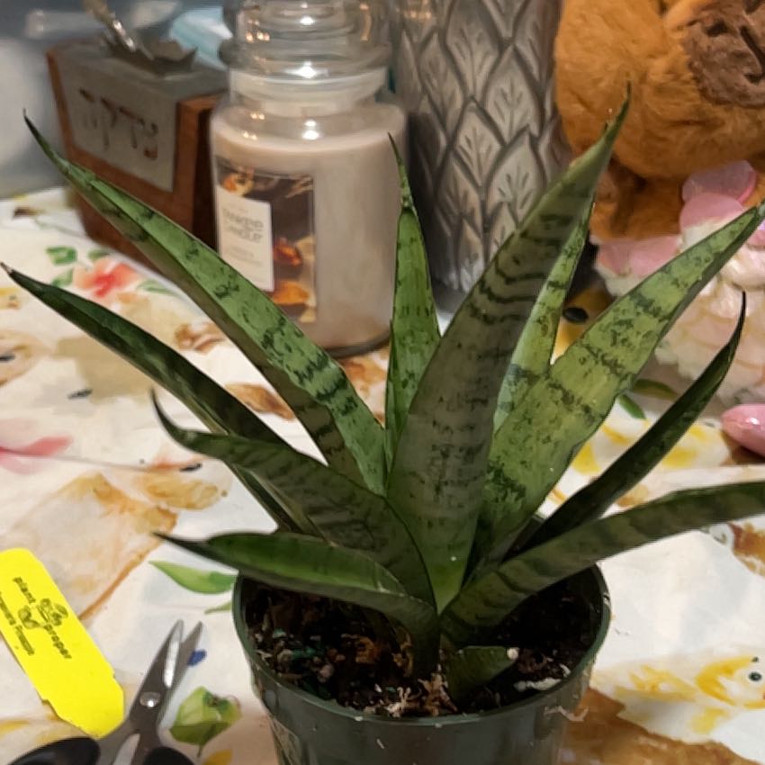 Photo of the plant species Sansevieria by @VitalRhubarb39 named Pineapple on Greg, the plant care app