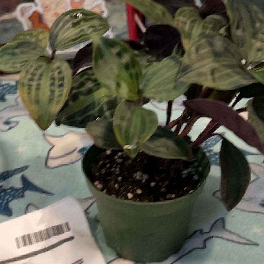 Photo of the plant species Jungle diva 'Roxie' by @VitalRhubarb39 named Roxanne on Greg, the plant care app