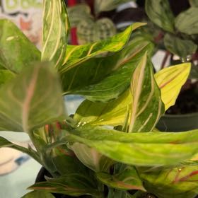 Photo of the plant species Aglaonema by @VitalRhubarb39 named Madonna on Greg, the plant care app