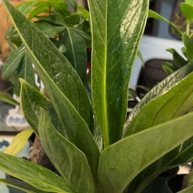 Photo of the plant species Anthurium Cobra by @VitalRhubarb39 named Delila on Greg, the plant care app