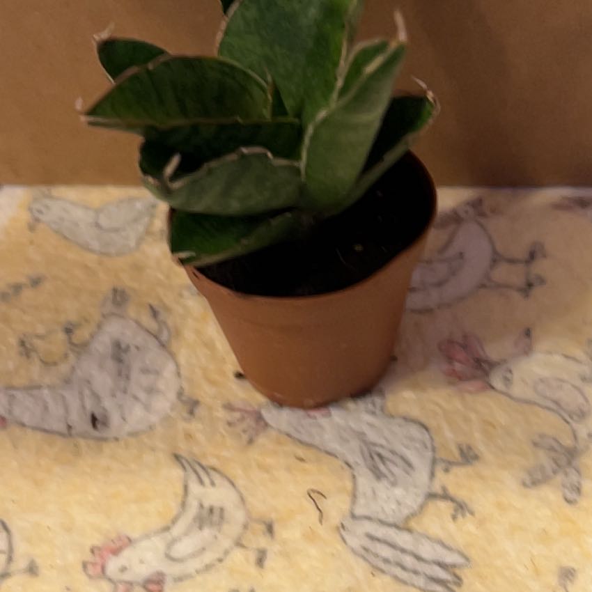 Photo of the plant species Starfish Snake Plant by @VitalRhubarb39 named Curie on Greg, the plant care app