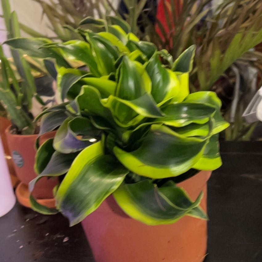 Photo of the plant species Dracena Tomado by @VitalRhubarb39 named Whirl on Greg, the plant care app