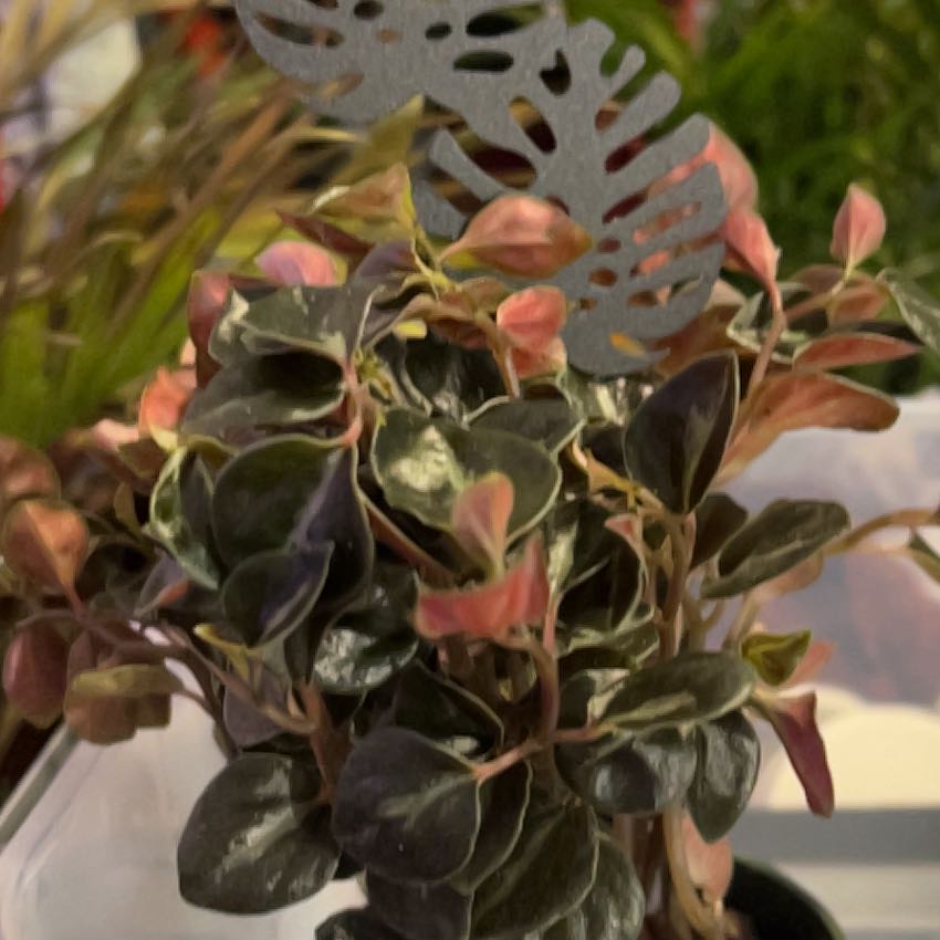 Photo of the plant species Red Tree by @VitalRhubarb39 named Metallica on Greg, the plant care app