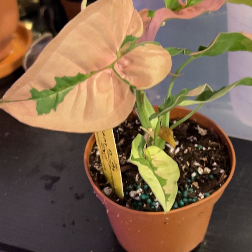 Photo of the plant species Syngonium Pink Lava by @VitalRhubarb39 named Erma on Greg, the plant care app