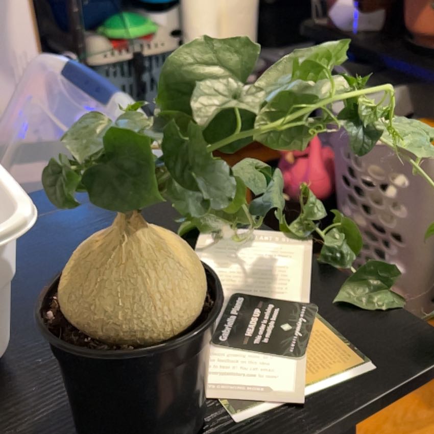 Photo of the plant species Bigfoot Yam by @VitalRhubarb39 named Pogo on Greg, the plant care app
