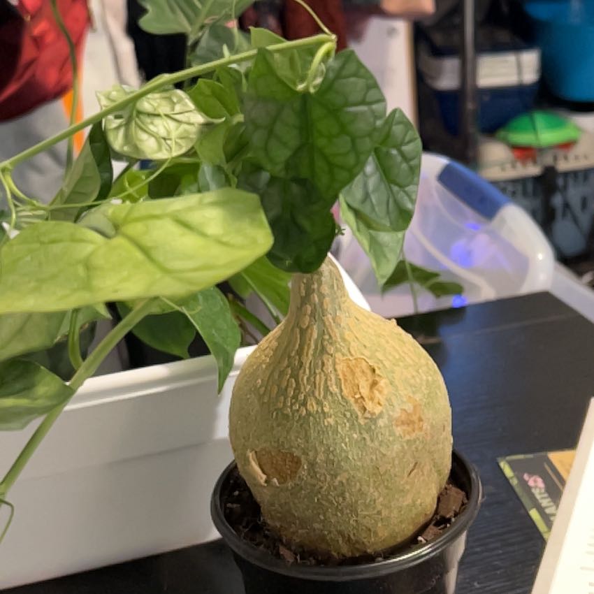 Photo of the plant species Bigfoot by @VitalRhubarb39 named Biggie on Greg, the plant care app